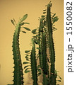 にょきにょき元気に伸びるサボテン 1550082