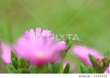 マツバギクで待ち伏せするカマキリ 1550155