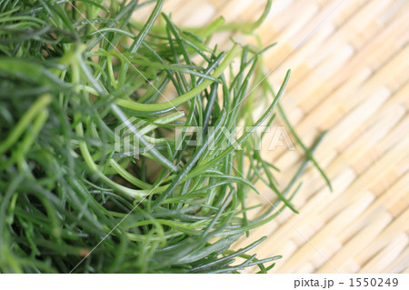 オカヒジキ 1550249