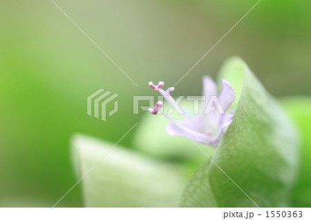 オレガノ 1550363