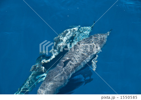 じゃれあうイルカの親子 1550585