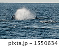 ザトウクジラの尾びれ 1550634