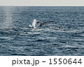 ザトウクジラの尾びれ 1550644