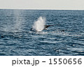 ザトウクジラの尾びれ 1550656