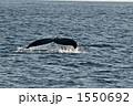 ザトウクジラの尾びれ 1550692
