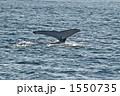 ザトウクジラの白い尾びれ 1550735