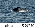 ザトウクジラの尾びれ 1550750