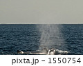 ブローしたザトウクジラ 1550754