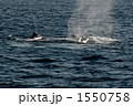 ブローしたザトウクジラ 1550758