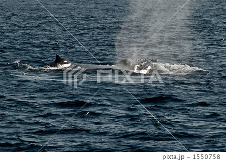 ブローしたザトウクジラ ブローしたザトウクジラ 1550758