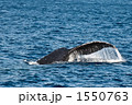 ザトウクジラの尾びれ 1550763