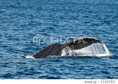 ザトウクジラの尾びれ 1550763