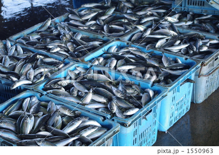 旬のあじ、脂のってます。 1550963