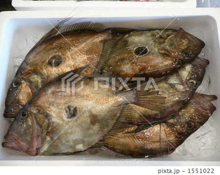 マトウダイ マトウダイ 1551022