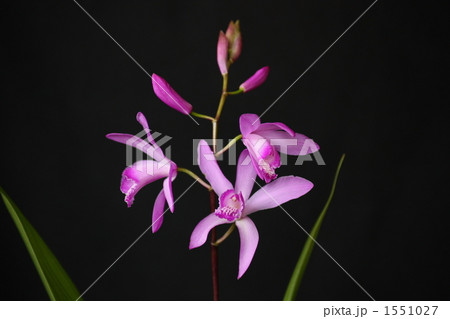 シラン(紫蘭) 1551027