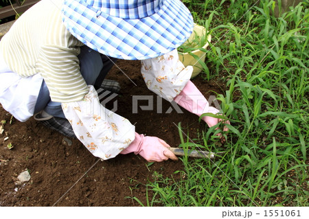鎌で草刈り、庭の手入れ 1551061