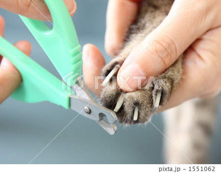 猫の爪切り 猫の爪切り 1551062