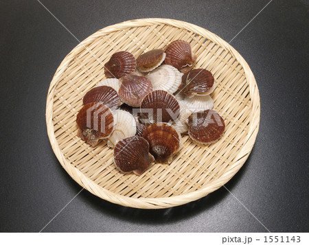 ホタテ稚貝 1551143