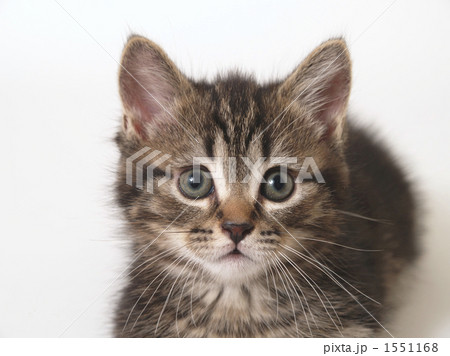マンチカンの子猫の写真素材