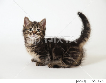 シッポを上げたマンチカンの子猫 1551173