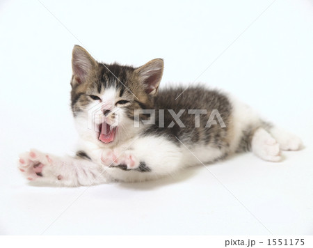 あくびするマンチカンの子猫 1551175