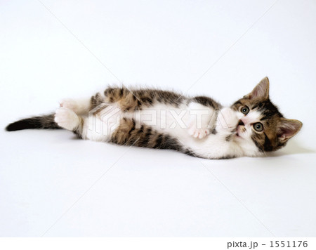 寝そべるマンチカンの子猫 1551176