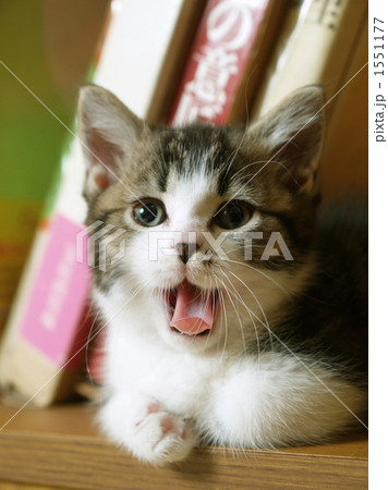 あくびするマンチカンの子猫 1551177