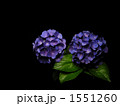 紫陽花　【暗室撮影】 1551260
