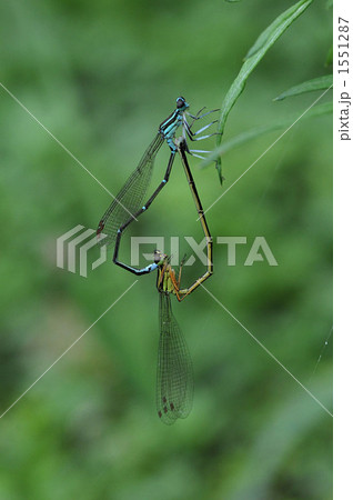アオモンントトンボ 1551287