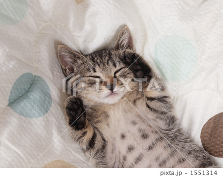 眠る仔猫 眠る仔猫 1551314