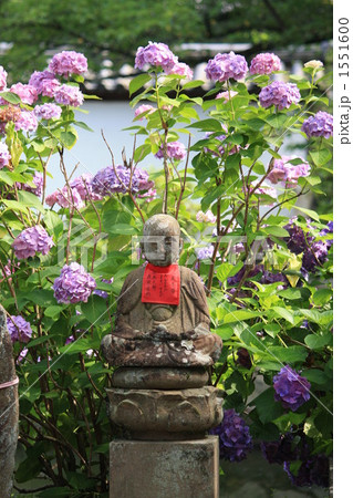 矢田寺の紫陽花とお地蔵さん 1551600