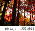 紅に魅せられ 1551693