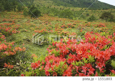 群馬　湯の丸高原のツツジ 1551803
