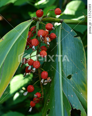 ゲットウの実、熟す 1552089