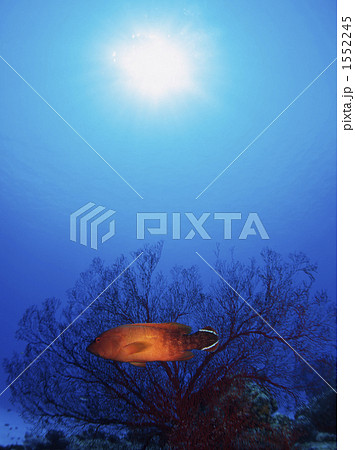 ニジハタ ニジハタ 1552245