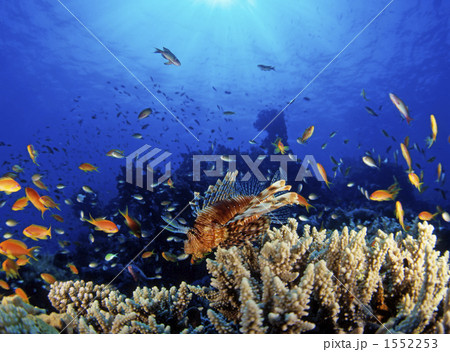 ミノカサゴ 1552253