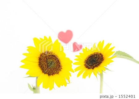 向日葵-03■ミニヒマワリ・ハート 1552401