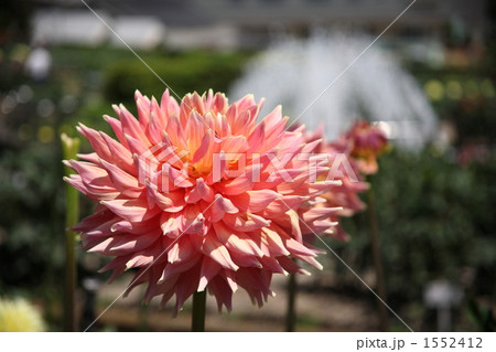 ダリア(ロイドヒューストン) ダリア(ロイドヒューストン) 1552412