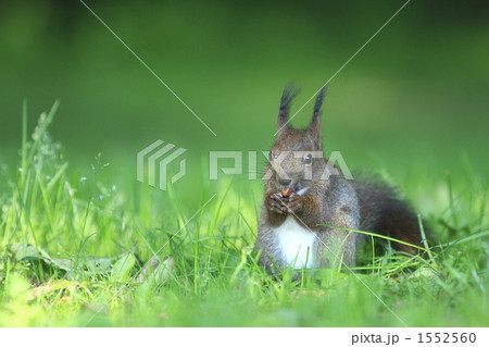 エゾリス 1552560