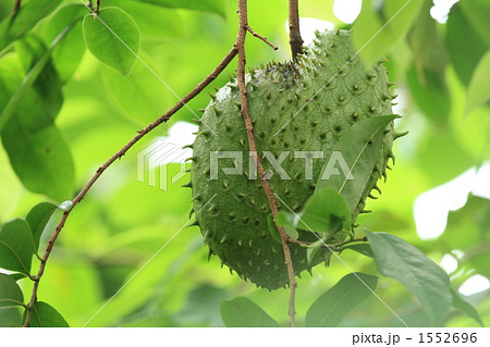 世界最大の果実 世界最大の果実 1552696