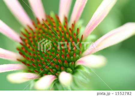 エキナセア（１） 1552782