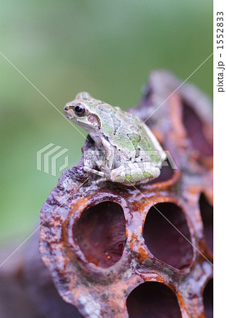 蓮の花托と蛙 1552833
