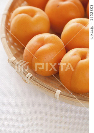 あんず あんず 1552835