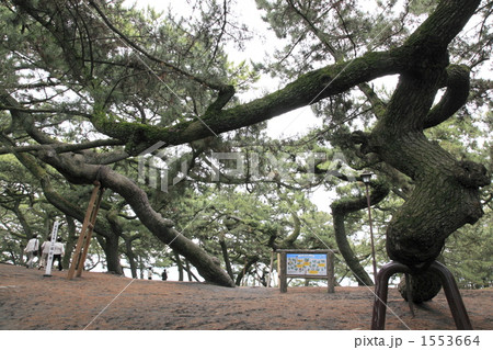 羽衣の松 羽衣の松 1553664