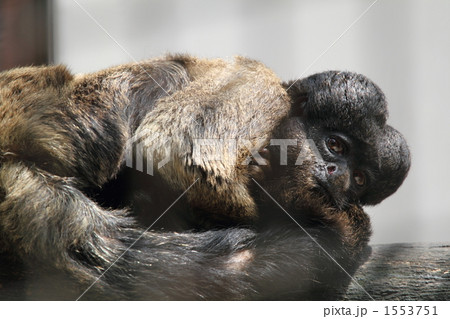 ヒゲサキ ヒゲサキ 1553751