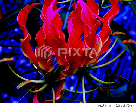グロリアサ 炎の花 火の花の写真素材