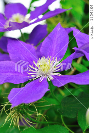 クレマチス クレマチス 1554234