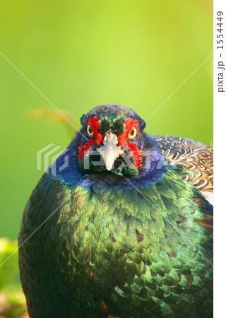 メタリックグリーン 1554449