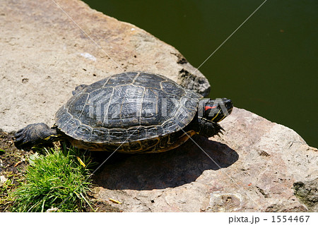 ミシシッピアカミミガメ 1554467