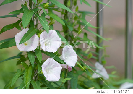 昼顔 つる 花の写真素材